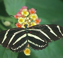 Butterflies and nature by loiteke