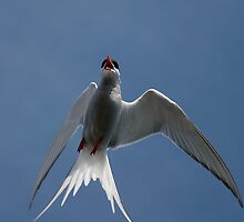 Arctic Tern – Up Close! by Steve Bulford