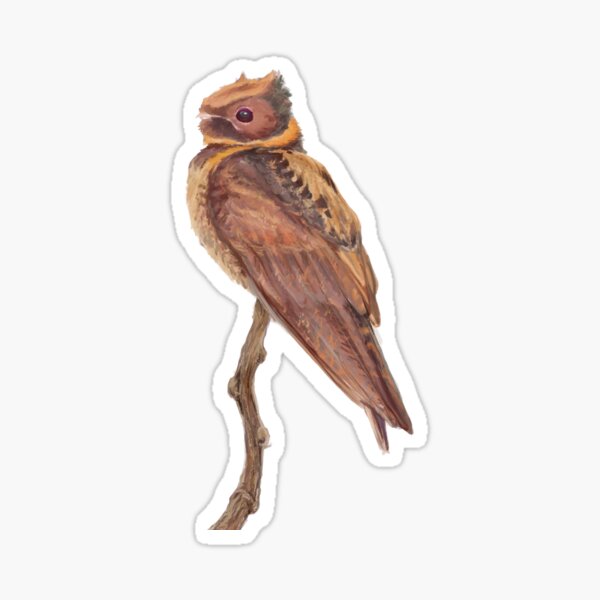 Great Eared NightJar Sticker For Sale By Tyrannart Redbubble