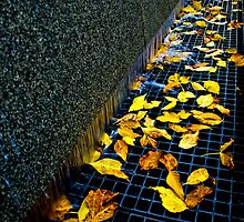 Autumn Grate by Myron Watamaniuk