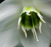 Why you by DavidROMAN