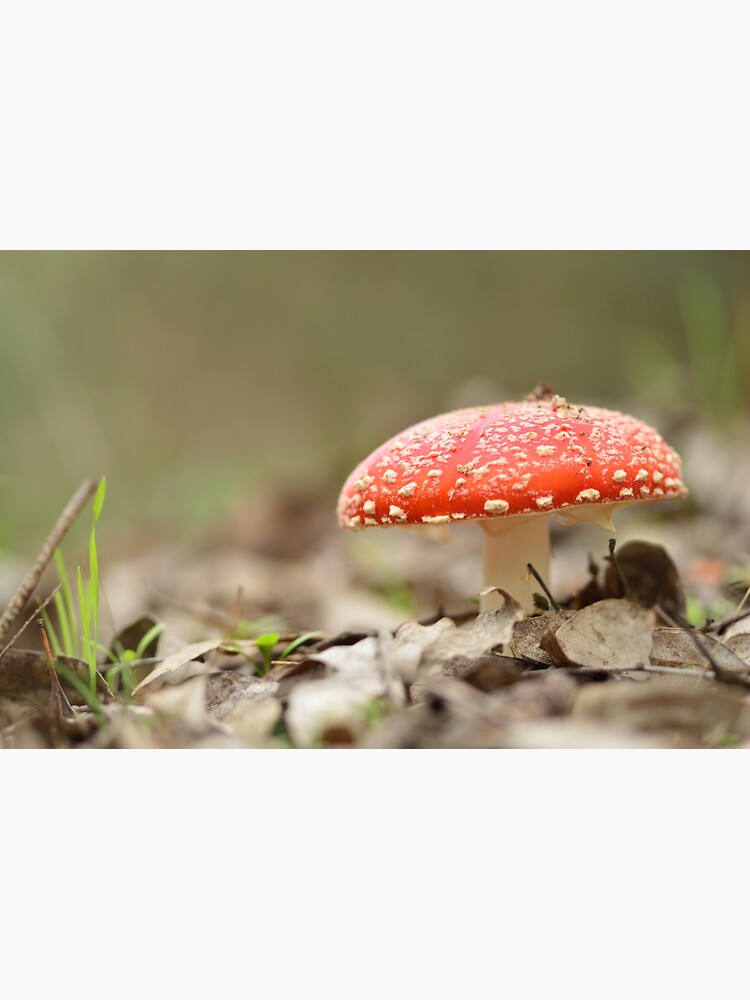 Red Fungi Amanita Muscaria Sticker For Sale By Sardart Redbubble