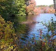 Autumn in Rhode Island | Barbers Pond Shallows by Jack McCabe
