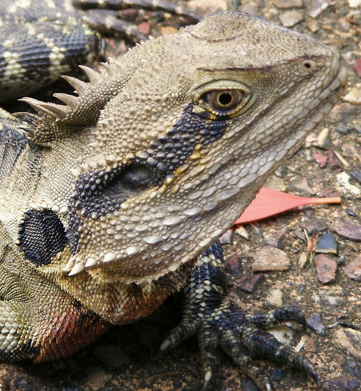 "one Of Many Lizards At Currumbin Sanctuary, Queensland (Australia)" By ...