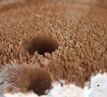Home to the Wood Boring Bees by Laurie Puglia
