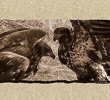 Beak To Beak by Gail Bridger