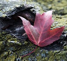 Bold by Ann Rodriquez
