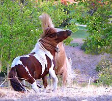 If You Horse Around.. Someone's Gonna Get Hurt! by Visual Inspirations