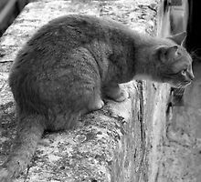 ooo a mouse! by keki