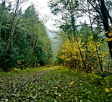 A Road Less Travelled by David Friederich