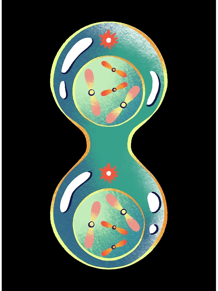 Mitosis Cell Division Poster For Sale By PotluckPrints Redbubble