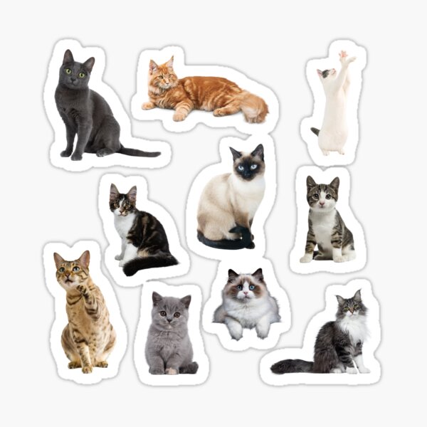 Cute Cat Sticker Pack Sticker For Sale By Unindiv Redbubble