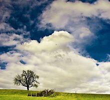 Lonely tree by peterwey