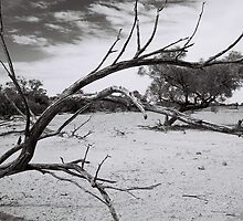 Blight by JamesMcPherson