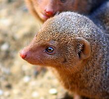 Mongoose close up ! by jdmphotography