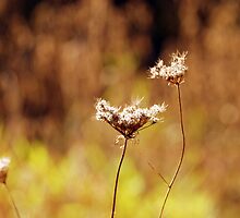 Simple Beauty II by Robin Webster