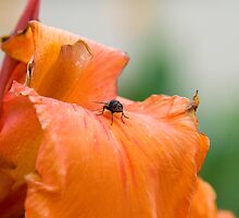 Canna & Friend, Mt Nathan, Queensland, Australia by Adrian Paul