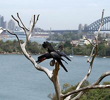 Best Cocky View in the World by Sharon Robertson