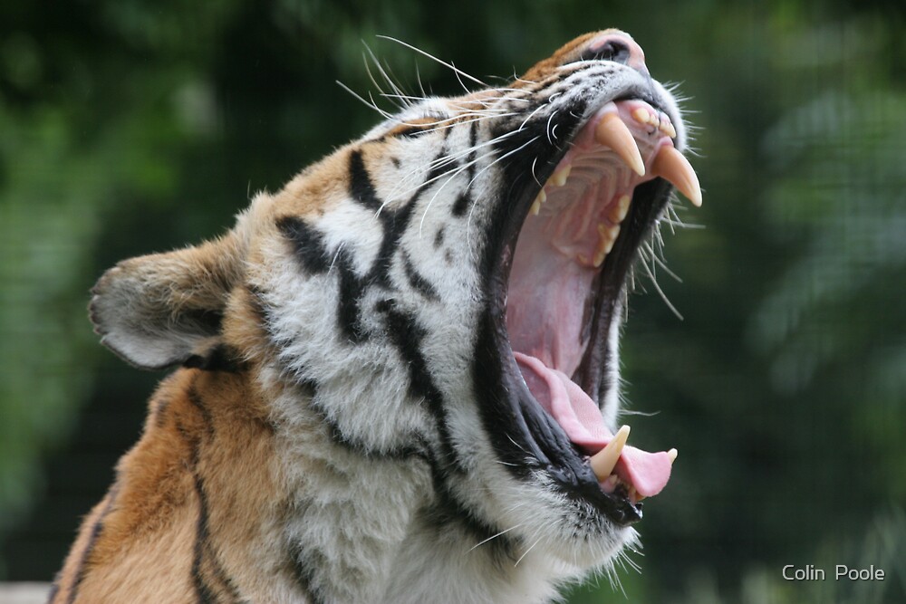 Tiger Teeth By Colin Poole Redbubble