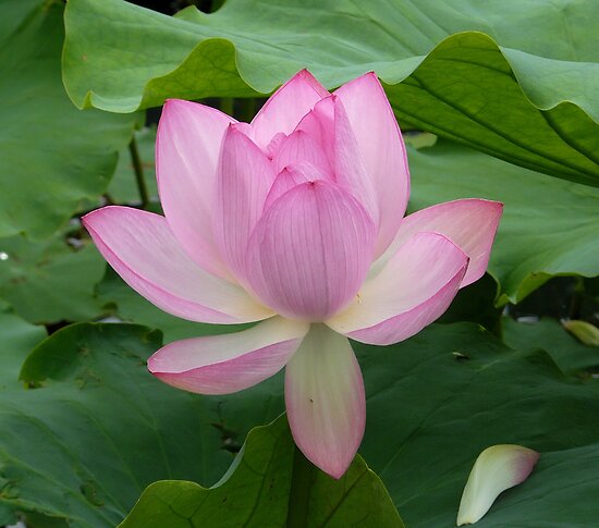 Lotus Flower in Botanic Garden of Montr al Qu bec by 29Breizh33