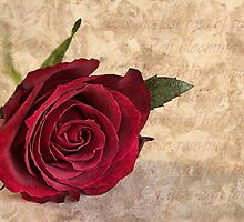 'Tis the last rose of summer by John Edwards