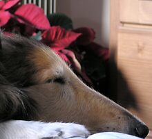 Christmas Collie by Jan Wall