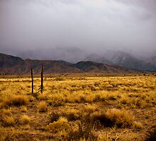 Winter in the desert by Estevan Montoya