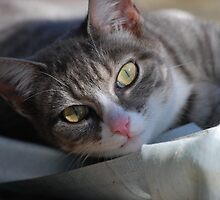 I See You by CjbPhotography