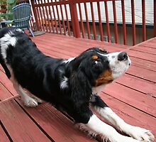 downward dog demonstrates by morphingdreams