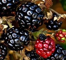 Berries in winter by elenmirie