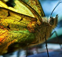 a worldly monarch by rozdesign