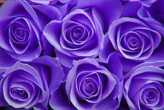 roses in purple