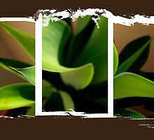 Tri Plant by Joshua Rablin