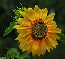Sunflower kisses by mountain4pam