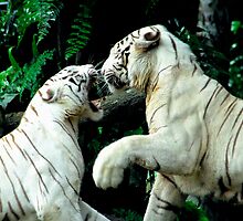 Fighting Tigers by Aneurysm