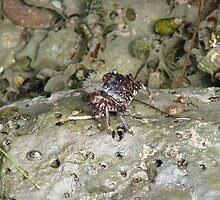 Crab by Garret