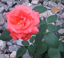 Dew Kiss Upon the Rose by Nora Caswell