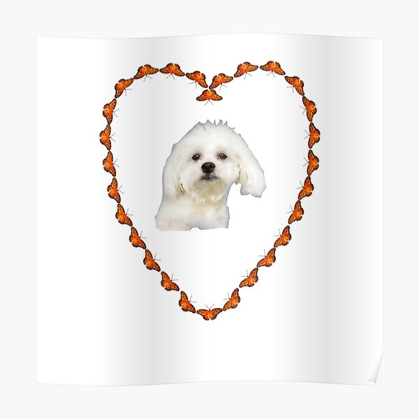 Maltese Puppy In Heart Poster By ZinaStromberg Redbubble