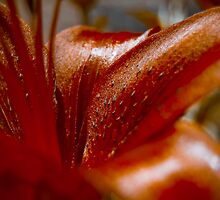 Fire Flower by Zach Schible