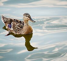 Duck by Zach Schible