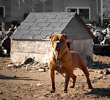 Junk Yard Dog by Zach Schible