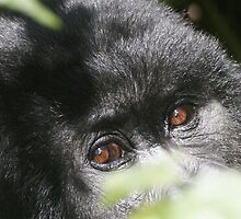 Gorilla Eyes by Steve Bulford