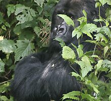 Hide And Seek ~ Gorilla Style by Steve Bulford