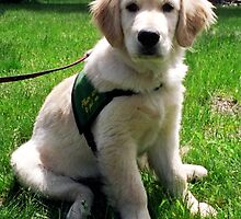 The Sitting Assistance Dog by genevaspecials