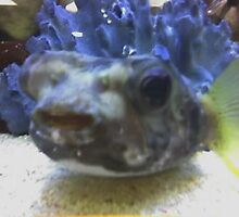 Fish Funny Face by WaleskaL