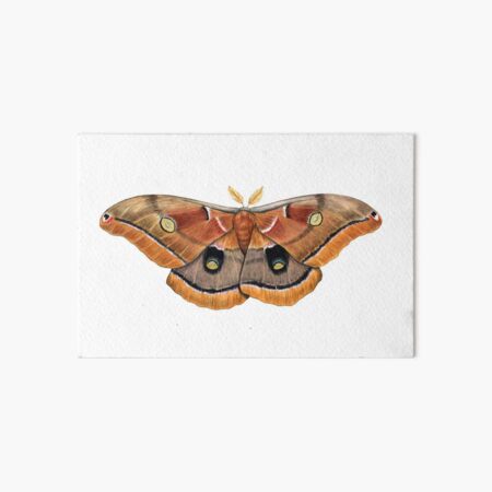 Polyphemus Moth Antheraea Polyphemus II Art Board Print For Sale By