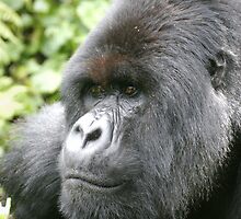 Silverback Mountain Gorilla by Steve Bulford