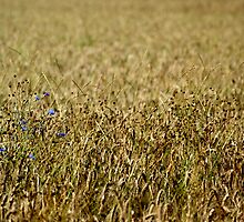 Touch of Blue by Elliott Walker