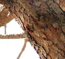 Red Velvet Ant Climbing Pine Tree by richard dailey