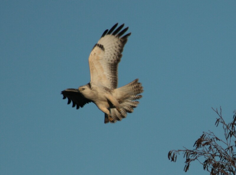 Buzzard Necks, The - Violation Buzzard Necks, The - Violation